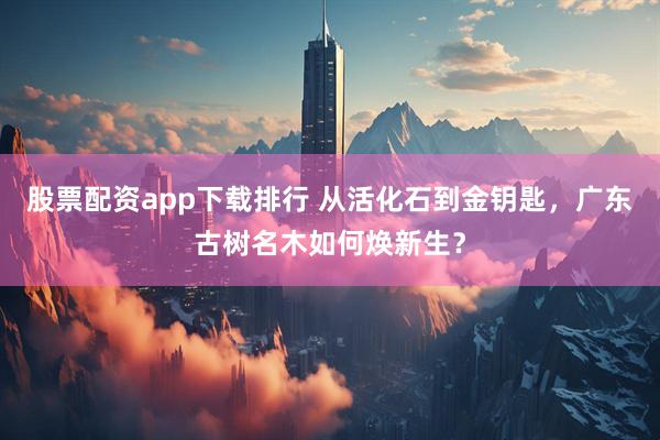 股票配资app下载排行 从活化石到金钥匙，广东古树名木如何焕新生？